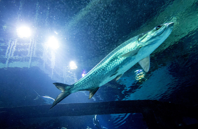 100 free spins no deposit Sir Winsalot